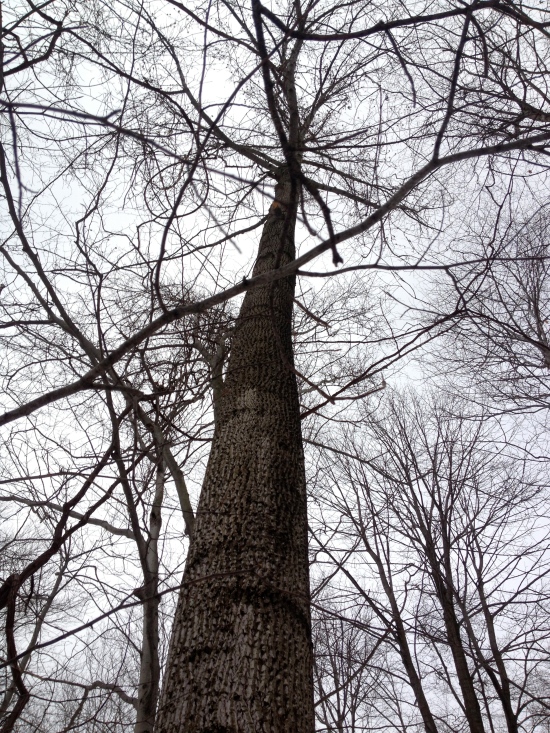 Looking up at a tree in Enfield.