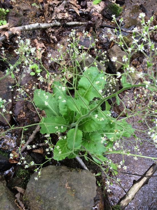 Mountain lettuce (Saxifraga micranthidifolia).