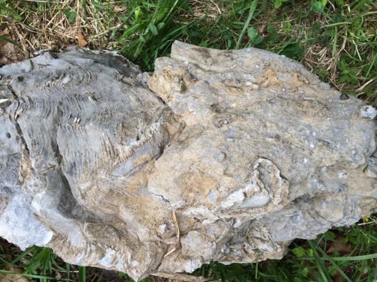 Limestone rock showing fossil creatures.