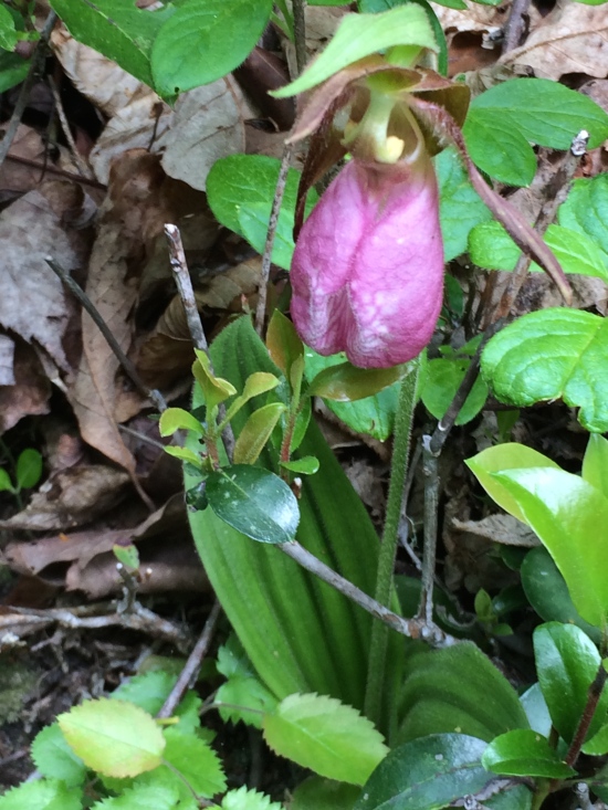 Lady's slipper orchid 