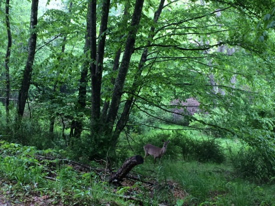 Deer in the undergrowth.