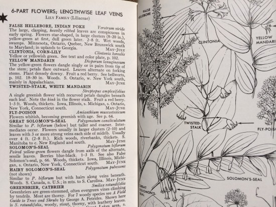 Drawing of false hellebore (shown left of center on top) from Roger Tory Peterson and Virginia McKenny's A Fieldguide to Wildflowers (pp. 369-379).