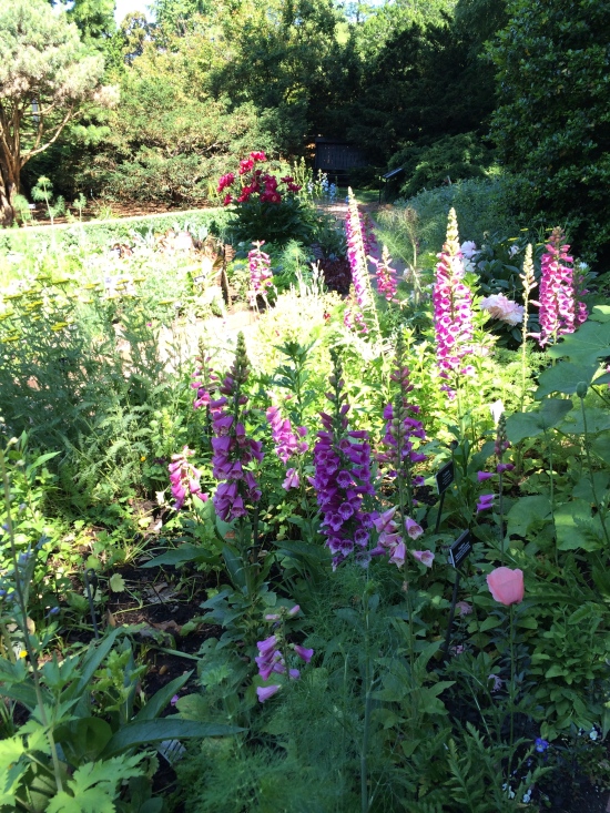 There are still lots of foxgloves in the Shakespeare Garden.