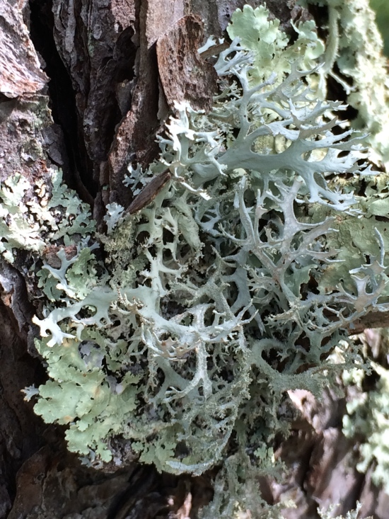 Lacy lichen.