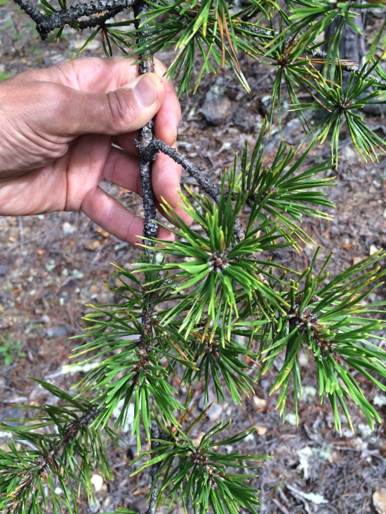 A 2-3 needle pine!