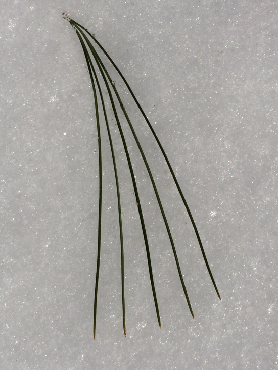 The white pine displays the characteristic 5-needle arrangement of a needle bundle (fascicle).