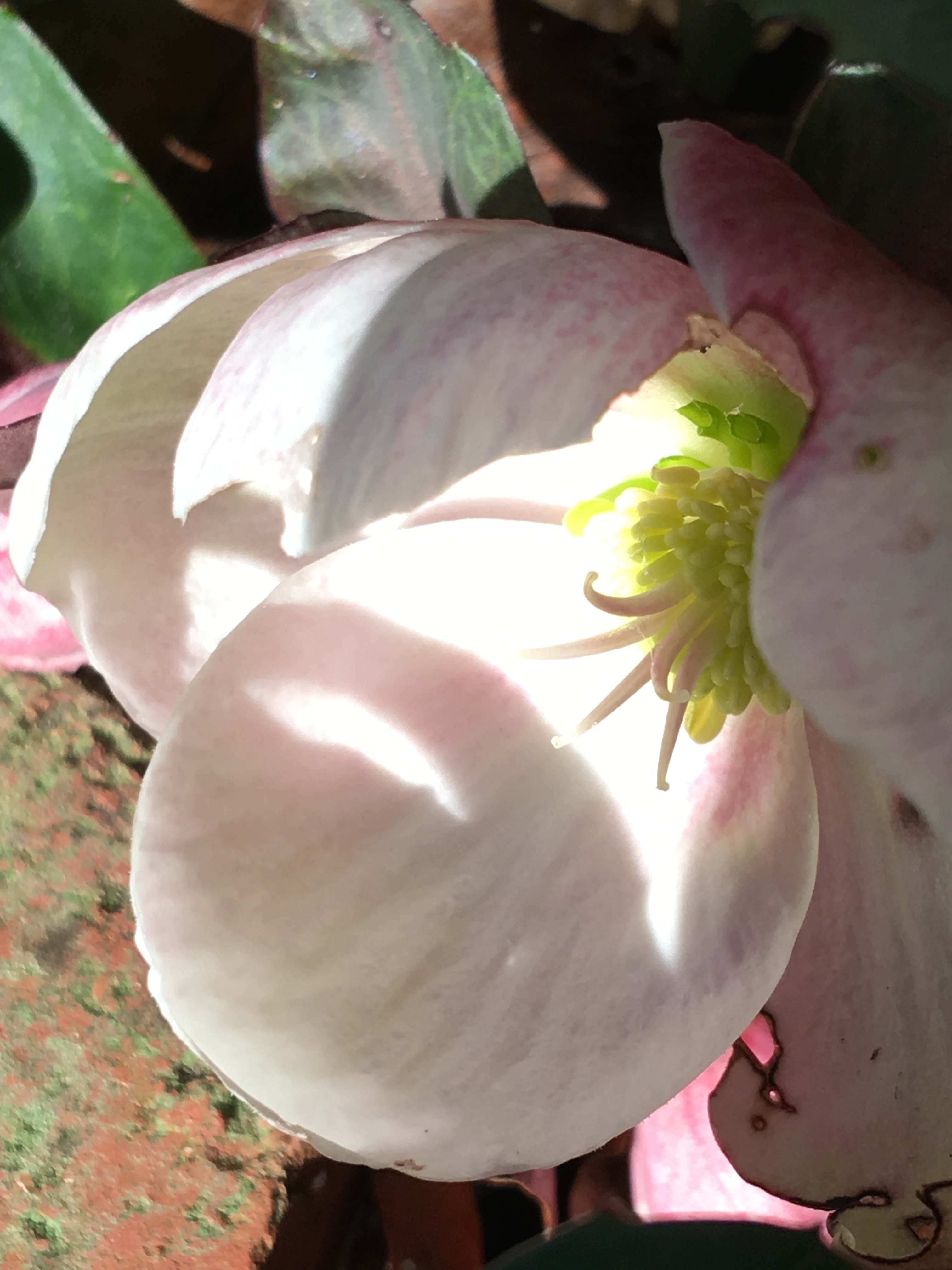 The flower of the hellebore.